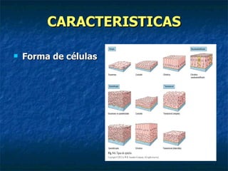 CARACTERISTICAS

   Forma de células
 