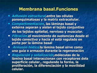 Membrana basal.Funciones
   Adhesión estructural,entre las células
    parenquimatosas y la matriz extracelular.
   Compartimentación, las láminas basal y
    externa separan y aislan el tejido conjuntivo
    de los tejidos epitelial, nervioso y muscular.
   Filtración,el movimiento de sustancias desde el
    tejido conectivo y hacia el está regulado en
    parte por la lámina basal
    Armazón hística,la lámina basal sirve como
    una guía o armazón durante la regeneración
   Regulación y señalización,móleculas de la
    lámina basal interaccionan con receptores dela
    superficie celular., regulando la forma, la
    proliferación, la diferenciación y la movilidad
    celular.
 