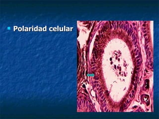    Polaridad celular
 