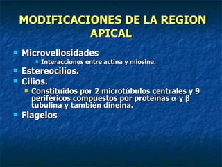 MODIFICACIONES DE LA REGION
              APICAL
   Microvellosidades
            Interacciones entre actina y miosina.
   Estereocilios.
   Cilios.
       Constituidos por 2 microtúbulos centrales y 9
        periféricos compuestos por proteínas α y β
        tubulina y también dineina.
   Flagelos
 