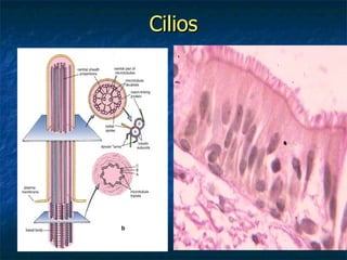 Cilios
 