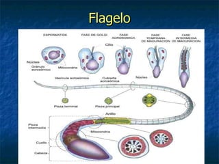 Flagelo
 