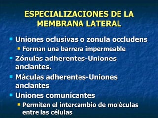 ESPECIALIZACIONES DE LA
          MEMBRANA LATERAL
   Uniones oclusivas o zonula occludens
       Forman una barrera impermeable
   Zónulas adherentes-Uniones
    anclantes.
   Máculas adherentes-Uniones
    anclantes
   Uniones comunicantes
       Permiten el intercambio de moléculas
        entre las células
 