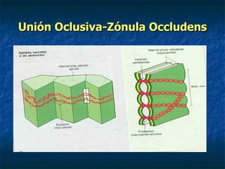 Unión Oclusiva-Zónula Occludens
 