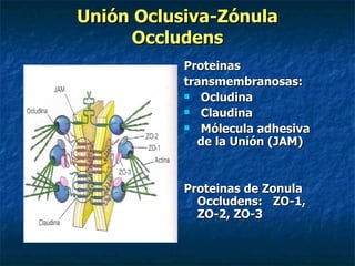 Unión Oclusiva-Zónula
      Occludens
           Proteinas
           transmembranosas:
            Ocludina

            Claudina

            Mólecula adhesiva
             de la Unión (JAM)


           Proteinas de Zonula
             Occludens: ZO-1,
             ZO-2, ZO-3
 