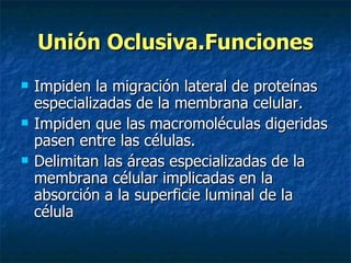Unión Oclusiva.Funciones
   Impiden la migración lateral de proteínas
    especializadas de la membrana celular.
   Impiden que las macromoléculas digeridas
    pasen entre las células.
   Delimitan las áreas especializadas de la
    membrana célular implicadas en la
    absorción a la superficie luminal de la
    célula
 