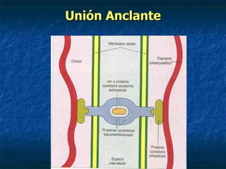 Unión Anclante
 
