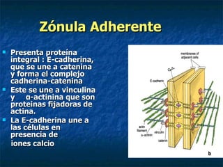 Zónula Adherente
   Presenta proteína
    integral : E-cadherina,
    que se une a catenina
    y forma el complejo
    cadherina-catenina
   Este se une a vinculina
    y α-actinina que son
    proteinas fijadoras de
    actina.
   La E-cadherina une a
    las células en
    presencia de
    iones calcio
 