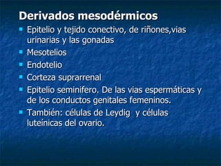 Derivados mesodérmicos
   Epitelio y tejido conectivo, de riñones,vias
    urinarias y las gonadas
   Mesotelios
   Endotelio
   Corteza suprarrenal
   Epitelio seminifero. De las vias espermáticas y
    de los conductos genitales femeninos.
   También: células de Leydig y células
    luteínicas del ovario.
 