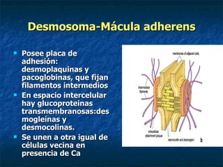 Desmosoma-Mácula adherens

   Posee placa de
    adhesión:
    desmoplaquinas y
    pacoglobinas, que fijan
    filamentos intermedios
   En espacio intercelular
    hay glucoproteinas
    transmembranosas:des
    mogleínas y
    desmocolinas.
   Se unen a otra igual de
    células vecina en
    presencia de Ca
 