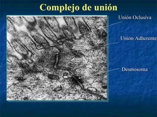 Complejo de unión
                    Unión Oclusiva



                    Unión Adherente




                     Desmosoma
 