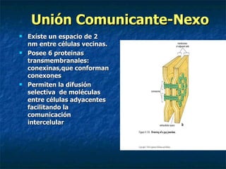 Unión Comunicante-Nexo
   Exíste un espacio de 2
    nm entre células vecinas.
   Posee 6 proteinas
    transmembranales:
    conexinas,que conforman
    conexones
   Permiten la difusión
    selectiva de moléculas
    entre células adyacentes
    facilitando la
    comunicación
    intercelular
 