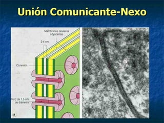 Unión Comunicante-Nexo
 