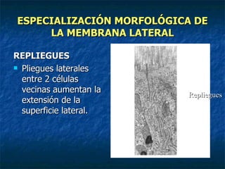 ESPECIALIZACIÓN MORFOLÓGICA DE
     LA MEMBRANA LATERAL

REPLIEGUES
 Pliegues laterales

  entre 2 células
  vecinas aumentan la
                          Repliegues
  extensión de la
  superficie lateral.
 