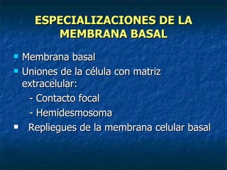 ESPECIALIZACIONES DE LA
         MEMBRANA BASAL
   Membrana basal
   Uniones de la célula con matriz
    extracelular:
     - Contacto focal
     - Hemidesmosoma
    Repliegues de la membrana celular basal
 