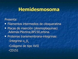 Hemidesmosoma
Presenta:
 Filamentos intermedios de citoqueratina

 Placas de inserción (desmoplaquinas)

  .Además:Plectina,BP230,erbina.
 Proteinas transmembrana-integrinas:

   -Integrina α6 β4
  -Colágeno de tipo XVII
  -CD151
 