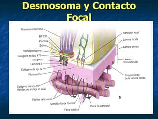 Desmosoma y Contacto
       Focal
 