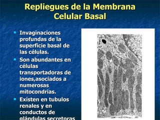 Repliegues de la Membrana
            Celular Basal
   Invaginaciones
    profundas de la
    superficie basal de
    las células.
   Son abundantes en
    células
    transportadoras de
    iones,asociados a
    numerosas
    mitocondrias.
   Exísten en tubulos
    renales y en
    conductos de
 