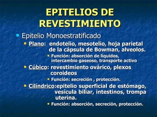 EPITELIOS DE
           REVESTIMIENTO
   Epitelio Monoestratificado
       Plano: endotelio, mesotelio, hoja parietal
               de la cápsula de Bowman, alveolos.
                  Función: absorción de líquidos,
                   intercambio gaseoso, transporte activo
       Cúbico: revestimiento ovárico, plexos
                coroideos
                  Función: secreción , protección.
       Cilíndrico:epitelio superficial de estómago,
                  vesícula biliar, intestinos, trompa
                  uterina.
                  Función: absorción, secreción, protección.
 