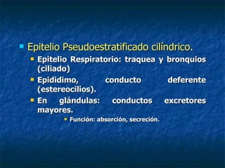    Epitelio Pseudoestratificado cilíndrico.
       Epitelio Respiratorio: traquea y bronquios
        (ciliado)
       Epididimo,        conducto       deferente
        (estereocilios).
       En     glándulas:   conductos   excretores
        mayores.
                 Función: absorción, secreción.
 