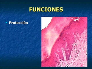FUNCIONES

   Protección
 