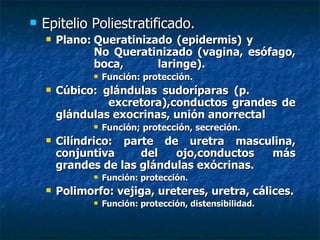    Epitelio Poliestratificado.
       Plano: Queratinizado (epidermis) y
               No Queratinizado (vagina, esófago,
               boca,      laringe).
                  Función: protección.
       Cúbico: glándulas sudoríparas (p.
                 excretora),conductos grandes de
        glándulas exocrinas, unión anorrectal
                  Función; protección, secreción.
       Cilíndrico: parte de uretra masculina,
        conjuntiva     del   ojo,conductos  más
        grandes de las glándulas exócrinas.
                  Función: protección.
       Polimorfo: vejiga, ureteres, uretra, cálices.
                  Función: protección, distensibilidad.
 