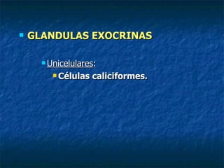    GLANDULAS EXOCRINAS

       Unicelulares:

          Células   caliciformes.
 