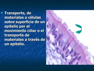    Transporte, de
    materiales o células
    sobre superficie de un
    epitelio por el
    movimiento ciliar o el
    transporte de
    materiales a través de
    un epitelio.
 
