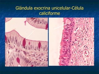 Glándula exocrina unicelular-Célula
           caliciforme
 