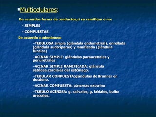 Multicelulares:

De acuerdoa forma de conductos,si se ramifican o no:
  - SIMPLES
  - COMPUESTAS
De acuerdo a adenómero
       –TUBULOSA simple (glándula endometrial), enrollada
       (glándula sudoríparas) y ramificada (glándula
       fundica)
       –ACINAR SIMPLE: glándulas parauretrales y
       periuretrales
       –ACINAR SIMPLE RAMIFICADA: glándula
       sebácea,cardiales del estómago.
       –TUBULAR COMPUESTA:glándulas de Brunner en
       duodeno.
       –ACINAR COMPUESTA: páncreas exocrino
       –TUBULO ACINOSA: g. salivales, g. labiales, bulbo
       uretrales.
 