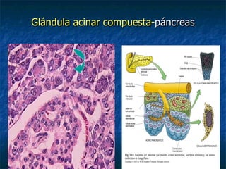 Glándula acinar compuesta-páncreas
 