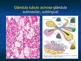 Glándula tubulo acinosa-glándula
     submaxilar, sublingual
 