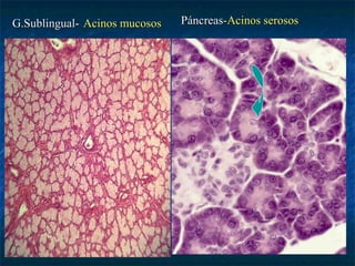 G.Sublingual- Acinos mucosos   Páncreas-Acinos serosos
 