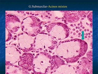 G.Submaxilar-Acinos mixtos
 