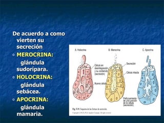 De acuerdo a como
  vierten su
  secreción
o MEROCRINA:

   glándula
  sudorípara.
o HOLOCRINA:

   glándula
  sebácea.
o APOCRINA:

   glándula
  mamaria.
 