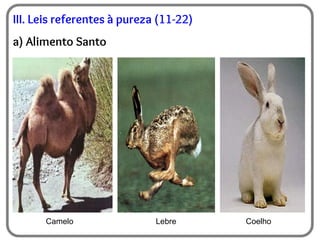 III. Leis referentes à pureza (11-22)
a) Alimento Santo
Camelo Lebre Coelho
 