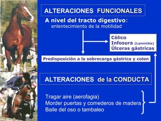 ALTERACIONES FUNCIONALESFUNCIONALES
ALTERACIONES de la CONDUCTAde la CONDUCTA
A nivel del tracto digestivo:
enlentecimiento de la motilidad
Predisposición a la sobrecarga gástrica y colon
Tragar aire (aerofagia)
Morder puertas y comederos de madera
Baile del oso o tambaleo
Cólico
Infosura (Laminitis)
Úlceras gástricas
 
