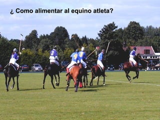¿ Como alimentar al equino atleta?¿ Como alimentar al equino atleta?
 