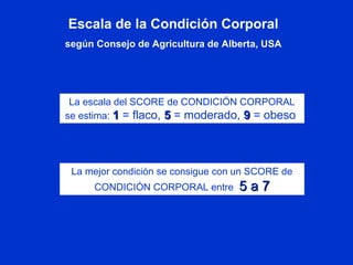 Escala de la Condición Corporal
según Consejo de Agricultura de Alberta, USA
La mejor condición se consigue con un SCORE de
CONDICIÓN CORPORAL entre 55 a 7a 7
La escala del SCORE de CONDICIÓN CORPORAL
se estima: 11 = flaco, 55 = moderado, 99 = obeso
 