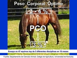 PPesoeso CCorporalorporal ÓÓptimoptimo
PCOPCO
3 - 4 %3 - 4 %
3 %3 %
Fuente: Departamento de Ciencias Animal, Colegio de Agricultura, Universidad de KentuckyFuente: Departamento de Ciencias Animal, Colegio de Agricultura, Universidad de Kentucky
Ensayo en 47 equinos top de 5 diferentes disciplinas en 18 mesesEnsayo en 47 equinos top de 5 diferentes disciplinas en 18 meses
 