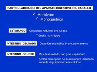 PARTICULARIDADES DEL APARATO DIGESTIVO DEL CABALLOPARTICULARIDADES DEL APARATO DIGESTIVO DEL CABALLO
ESTÓMAGOESTÓMAGO Capacidad reducida (10-12 lts.)
Tránsito muy rápido
INTESTINO DELGADOINTESTINO DELGADO Digestión enzimática breve, pero intensa
INTESTINO GRUESOINTESTINO GRUESO Muy desarrollado, con gran capacidad
Acción prolongada de su microflora, actuando
sobre la degradación de la celulosa
 Herbívoro
 Monogástrico
 