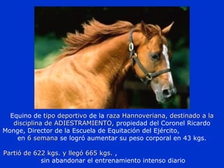 Equino de tipo deportivotipo deportivo de la raza Hannoveriana, destinado a laraza Hannoveriana, destinado a la
disciplina de ADIESTRAMIENTO,disciplina de ADIESTRAMIENTO, propiedad del Coronel Ricardo
Monge, Director de la Escuela de Equitación del Ejército,
en 6 semana6 semana se logró aumentar su peso corporal en 43 kgs.
Partió de 622 kgs. y llegó 665 kgs.Partió de 622 kgs. y llegó 665 kgs. ,
sin abandonar el entrenamiento intenso diario
 