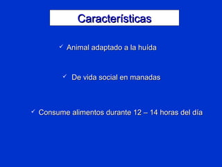  Animal adaptado a la huídaAnimal adaptado a la huída
 De vida social en manadasDe vida social en manadas
 Consume alimentos durante 12 – 14 horas del díaConsume alimentos durante 12 – 14 horas del día
CaracterísticasCaracterísticas
 