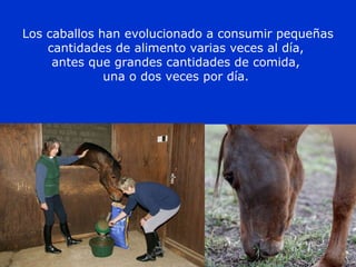 Los caballos han evolucionado a consumir pequeñas
cantidades de alimento varias veces al día,
antes que grandes cantidades de comida,
una o dos veces por día.
 