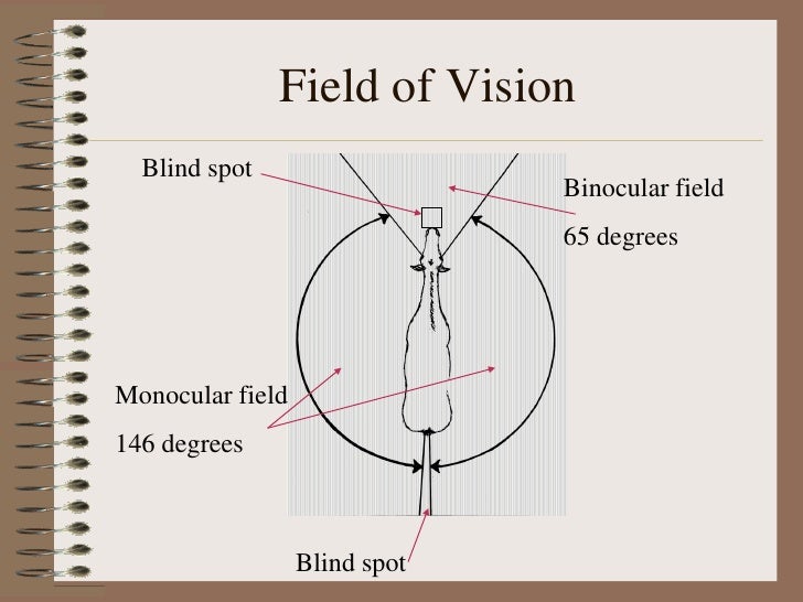 E Equine Orientation R H