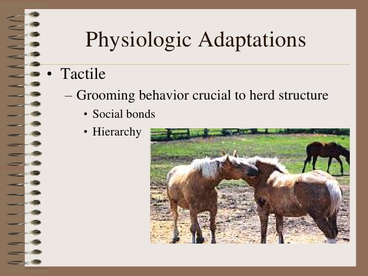 E Equine Orientation R H