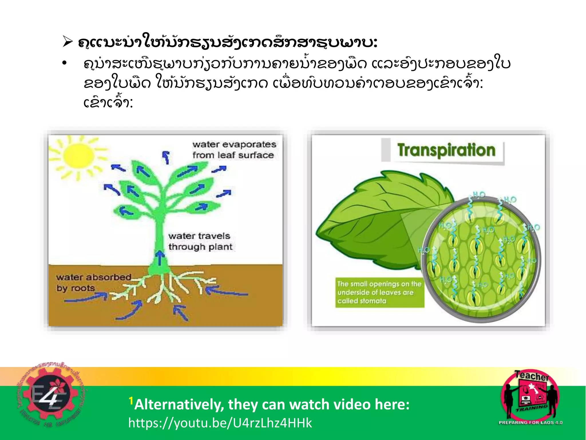  ຄແນະນ
ໍ າໃຫ້ນັກຮຽນສັງເກດສກສາຮບພາບ:
• ຄນ
ໍ າສະເໜ
ີ ຮພາບກ່ຽວກບການຄາຍນ
ໍັ້ າຂອງພ
ຼື ດ ແລະອົງປະກອບຂອງໃບ
ຂອງໃບພ
ຼື ດ ໃຫັ້ນກຮຽນສງເກດ ເພ
ຼື່ ອທົບທວນຄ
ໍ າຕອບຂອງເຂ
ົ າເຈ
ົັ້ າ:
ເຂ
ົ າເຈ
ົັ້ າ:
1Alternatively, they can watch video here:
https://youtu.be/U4rzLhz4HHk
 