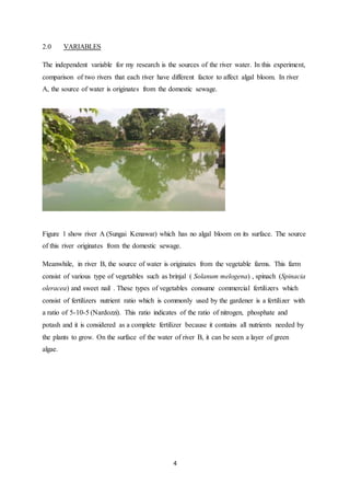 4
2.0 VARIABLES
The independent variable for my research is the sources of the river water. In this experiment,
comparison of two rivers that each river have different factor to affect algal bloom. In river
A, the source of water is originates from the domestic sewage.
Figure 1 show river A (Sungai Kenawar) which has no algal bloom on its surface. The source
of this river originates from the domestic sewage.
Meanwhile, in river B, the source of water is originates from the vegetable farms. This farm
consist of various type of vegetables such as brinjal ( Solanum melogena) , spinach (Spinacia
oleracea) and sweet nail . These types of vegetables consume commercial fertilizers which
consist of fertilizers nutrient ratio which is commonly used by the gardener is a fertilizer with
a ratio of 5-10-5 (Nardozzi). This ratio indicates of the ratio of nitrogen, phosphate and
potash and it is considered as a complete fertilizer because it contains all nutrients needed by
the plants to grow. On the surface of the water of river B, it can be seen a layer of green
algae.
 