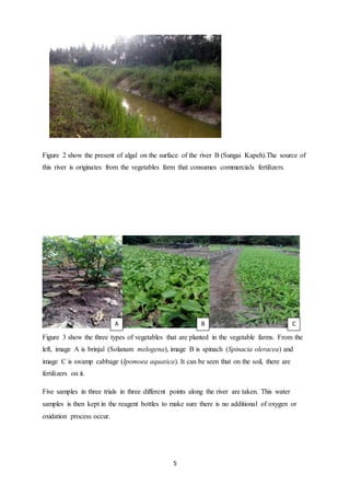 5
Figure 2 show the present of algal on the surface of the river B (Sungai Kapeh).The source of
this river is originates from the vegetables farm that consumes commercials fertilizers.
Figure 3 show the three types of vegetables that are planted in the vegetable farms. From the
left, image A is brinjal (Solanum melogena), image B is spinach (Spinacia oleracea) and
image C is swamp cabbage (Ipomoea aquatica). It can be seen that on the soil, there are
fertilizers on it.
Five samples in three trials in three different points along the river are taken. This water
samples is then kept in the reagent bottles to make sure there is no additional of oxygen or
oxidation process occur.
A B C
 