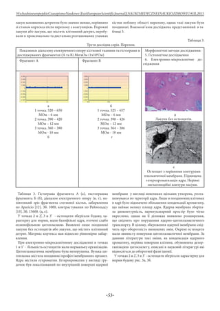 -53-
WschodnioeuropejskieCzasopismoNaukowe(EastEuropeanScientificJournal)|NAUKIMEDYCZNEINAUKIOZDROWIU#IІІ,2015
лакун заповнених детритом було значно менше, порівняно
зі станом кортекса після перелому з коагуляцією. Порожні
лакуни або лакуни, що містять клітинний детрит, перебу-
вали в проксимально та дистально розташованих уламках
кістки поблизу області перелому, однак такі лакуни були
поодинокі. Взаємозв’язок досліджень представлений в та-
блиці 3.
Таблиця 3.
Третя дослідна серія. Перелом.
Показники діапазону електричного опору кісткової тканини та гістограми в
досліджуваних фрагментах (А та В) МегаОм (1х106
Ом)
Морфологічні методи дослідження:
5. Гістологічне дослідження
6. Електронно-мікроскопічне до-
слідження
Фрагмент А Фрагмент В
а
1 точка. 520 – 650
МОм – 6 мм
2 точка. 390 – 420
МОм – 12 мм
3 точка. 360 – 380
МОм - 18 мм
б
б
1 точка. 525 – 657
МОм – 6 мм
2 точка. 398 – 426
МОм – 12 мм
3 точка. 364 – 386
МОм - 18 мм
г
д
Лакуни без остеоцитів.
е
Остеоцит з нерівними контурами
плазматичної мембрани. Підвищена
гетерохроматизація ядра. Нерівні
зигзагоподібні контури лакуни.
Таблиця 3. Гістограма фрагмента А (а), гистограмма
фрагмента Б (б), діапазон електричного опору (в, г), на-
півтонкий зріз фрагмента стегнової кістки, забарвлення
по Apariсio [12]. Зб. 1000, контрастування по Рейнольдсу
[13]. Зб. 15600. (д, е).
У точках 2 и 2’, 3 и 3’ - остеоцити зберігали будову, ха-
рактерну для норми, мали базофільні ядра, оточені слабо
еозинофільною цитоплазмою. Виявлені лише поодинокі
лакуни без остеоцитів або лакуни, що містять клітинний
детрит. Матрикс кортекса мав відносно рівномірне забар-
влення.
При електронно-мікроскопічному дослідженні в точках
1 и 1’ - більшість остеоцитів мали нормальну організацію.
Цитоплазматична мембрана була непорушена. Вузька ци-
топлазма містила поодинокі профілі мембранних органел.
Ядра містили еухроматин. Гетерохроматин у вигляді гру-
дочок був локалізований по внутрішній поверхні ядерної
мембрани у вигляді невеликих щільних утворень, розта-
шовувався по території ядра. Лише в поодиноких клітинах
в ядрі було відзначено збільшення конденсації хроматину,
що займає велику площу ядра. Ядерна мембрана зберіга-
ла двоконтурність, перинуклеарний простір було чітко
окреслено, однак на її ділянках виявлено розширення,
що свідчить про порушення ядерно-цитоплазматичного
транспорту. В цілому, збереження ядерної мембрани свід-
чить про оборотність виявлених змін. Окремі остеоцити
мали звивисту поверхню цитоплазматичної мембрани. За
даними літератури такі зміни, як конденсація ядерного
хроматину, нерівна поверхня клітини, обумовлена дезор-
ганізацією цитоскелету, описані в науковій літературі які
відносяться до оборотної фази ішемії.
У точках 2 и 2’, 3 и 3’ - остеоцити зберігали характерну для
норми будову рис. 3а, 3б.
 
